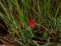 Lathyrus cicera 8, Saxifraga-Peter Meininger