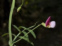 Lathyrus clymenum 13, Saxifraga-Jan van der Straaten