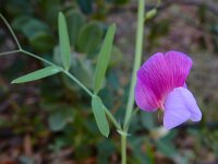 Lathyrus clymenum 17, Saxifraga-Ed Stikvoort