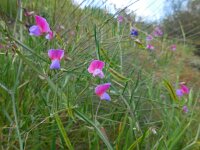 Lathyrus clymenum 19, Saxifraga-Ed Stikvoort