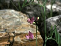 Lathyrus clymenum 2, Saxifraga-Jan van der Straaten