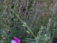 Lathyrus clymenum 21, Saxifraga-Ed Stikvoort