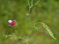 Lathyrus clymenum 3, Saxifraga-Jan van der Straaten