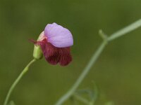 Lathyrus clymenum 4, Saxifraga-Jan van der Straaten