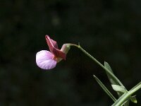 Lathyrus clymenum 5, Saxifraga-Willem van Kruijsbergen