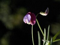 Lathyrus clymenum 9, Saxifraga-Jan van der Straaten