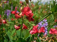 Lathyrus miniatus 4, Saxifraga-Ed Stikvoort