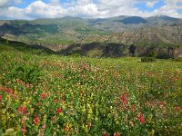 Lathyrus miniatus 5, Saxifraga-Ed Stikvoort