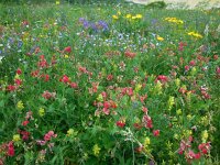 Lathyrus miniatus 6, Saxifraga-Ed Stikvoort