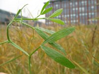 Lathyrus sativus 2, Saxifraga-Rutger Barendse