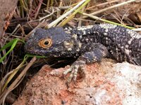 Laudakia stellio 4, Hardoen, Saxifraga-Ed Stikvoort