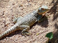 Laudakia stellio 5, Hardoen, Saxifraga-Ed Stikvoort