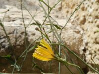 Launaea nudicaulis 4, Saxifraga-Rutger Barendse