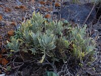 Lavandula buchii 3, Saxifraga-Ed Stikvoort