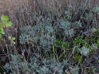 Lavandula buchii 4, Saxifraga-Ed Stikvoort