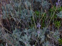 Lavandula buchii 6, Saxifraga-Ed Stikvoort