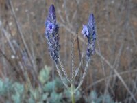 Lavandula buchii 7, Saxifraga-Ed Stikvoort