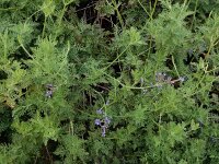 Lavandula canariensis ssp canariensis 4, Saxifraga-Ed Stikvoort