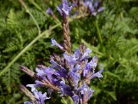 Lavandula canariensis ssp canariensis 5, Saxifraga-Ed Stikvoort