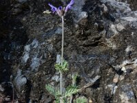 Lavandula multifida 10, Saxifraga-Ed Stikvoort