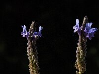 Lavandula multifida 2, Saxifraga-Jan van der Straaten