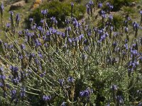 Lavandula multifida 3, Saxifraga-Jan van der Straaten
