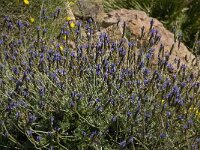 Lavandula multifida 4, Saxifraga-Willem van Kruijsbergen