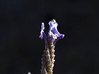 Lavandula multifida 8, Saxifraga-Willem van Kruijsbergen