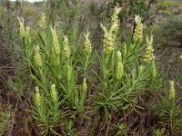 Lavandula viridis 13, Saxifraga-Ed Stikvoort