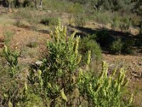 Lavandula viridis 14, Saxifraga-Ed Stikvoort