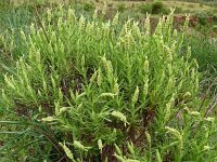 Lavandula viridis 16, Saxifraga-Hans Grotenhuis