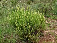 Lavandula viridis 17, Saxifraga-Hans Grotenhuis
