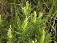 Lavandula viridis 5, Saxifraga-Jan van der Straaten