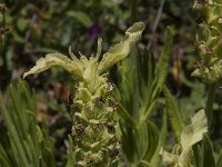 Lavandula viridis 8, Saxifraga-Willem van Kruijsbergen