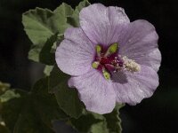 Lavatera maritima 13, Saxifraga-Willem van Kruijsbergen