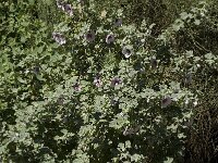 Lavatera maritima 17, Saxifraga-Willem van Kruijsbergen