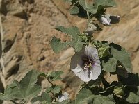 Lavatera maritima 18, Saxifraga-Jan van der Straaten