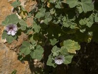 Lavatera maritima 21, Saxifraga-Willem van Kruijsbergen