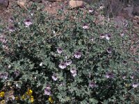 Lavatera maritima 4, Saxifraga-Jan van der Straaten