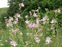 Lavatera thuringiaca 2, Saxifraga-Jan Willem Jongepier
