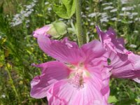 Lavatera trimestris 14, Saxifraga-Rutger Barendse