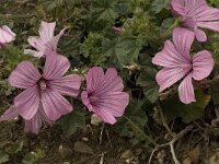 Lavatera trimestris 5, Saxifraga-Willem van Kruijsbergen