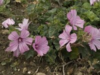 Lavatera trimestris 7, Saxifraga-Jan van der Straaten