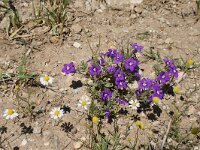 Legousia speculum-veneris 17, Groot spiegelklokje, Saxifraga-Dirk Hilbers