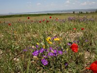 Legousia speculum-veneris 19, Groot spiegelklokje, Saxifraga-Dirk Hilbers
