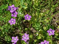 Legousia speculum-veneris 50, Groot spiegelklokje, Saxifraga-Hans Grotenhuis