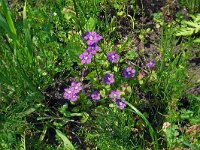 Legousia speculum-veneris 53, Groot spiegelklokje, Saxifraga-Hans Grotenhuis