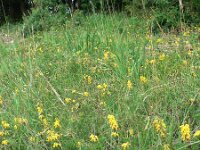 Lembotropis nigricans 2, Saxifraga-Jan Willem Jongepier