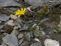Leontodon montanus ssp montanus 1, Saxifraga-Willem van Kruijsbergen