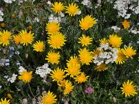 Leontodon montanus ssp montanus 7, Saxifraga-Harry Jans